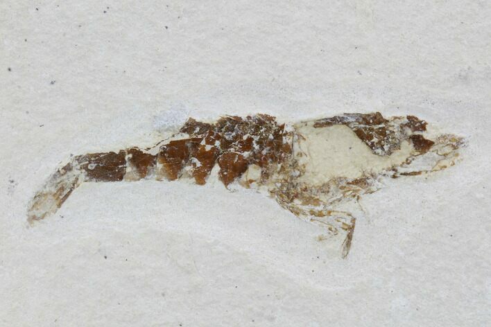 Bargain, Jurassic Fossil Shrimp - Solnhofen Limestone #101579